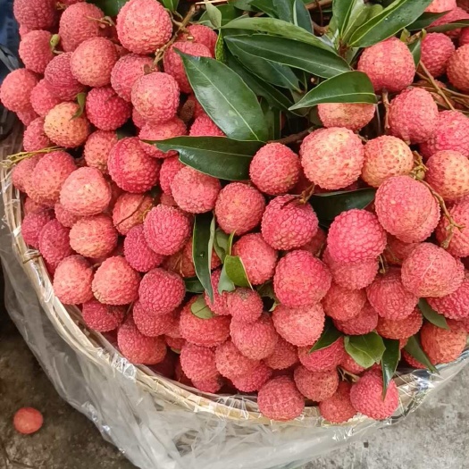 饶平县广东饶平小核桂味
