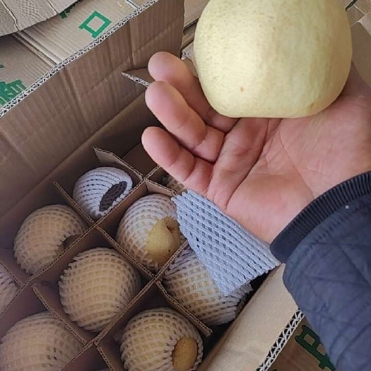 梨，香甜硊，果面干净，