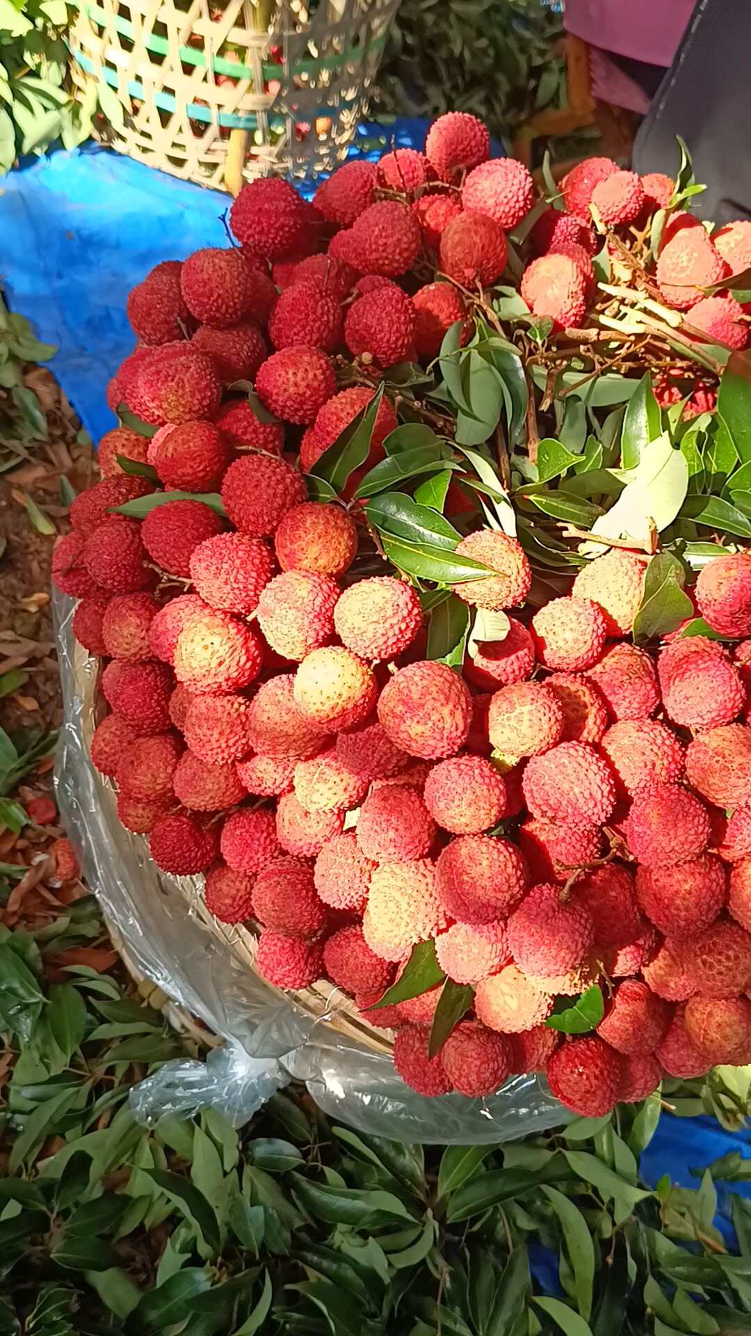 广东饶平小核桂味