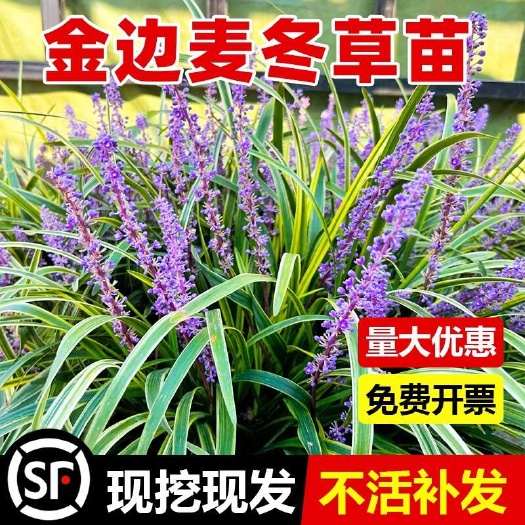 沭阳县金边麦冬草苗玉龙草细叶麦冬日本矮麦冬草庭院绿化工程基地色植物