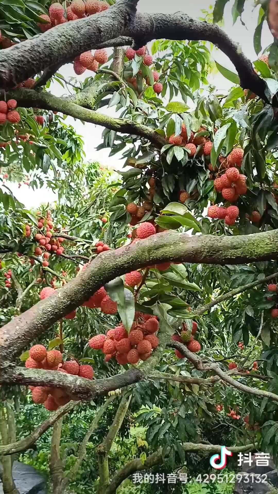 广东饶平小核桂味