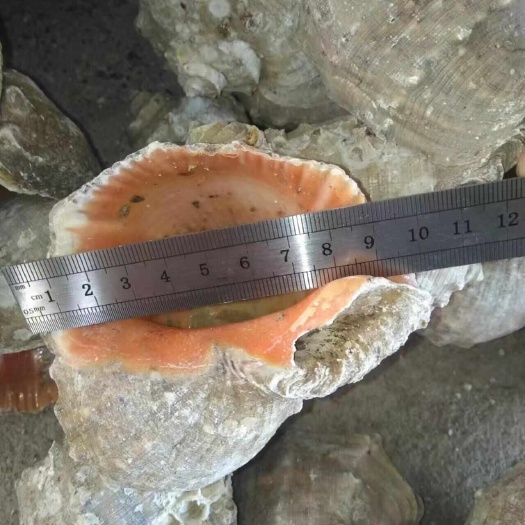 全规格海螺壳