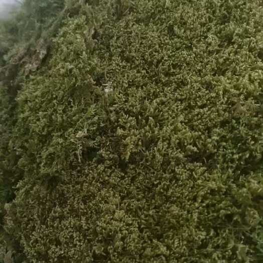 太湖县大灰藓