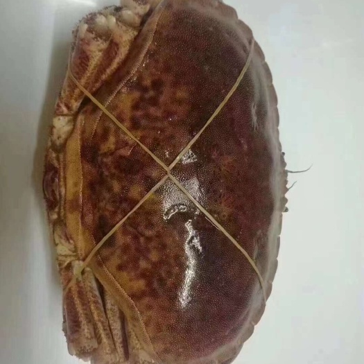 重庆市面包蟹