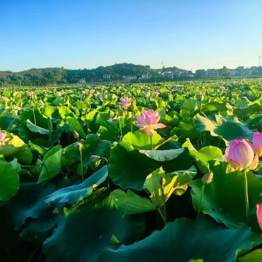 36号太空莲藕苗、红花莲藕苗、水果莲苗