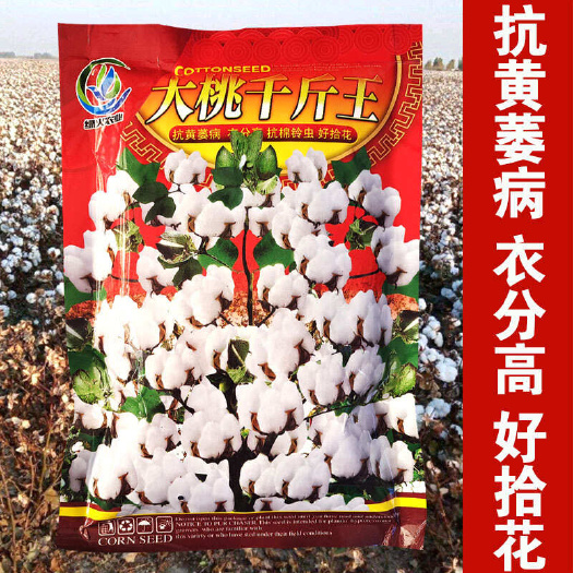千斤懒汉王棉花种子农田基地结铃强短枝中早熟长势旺抗虫抗病易种