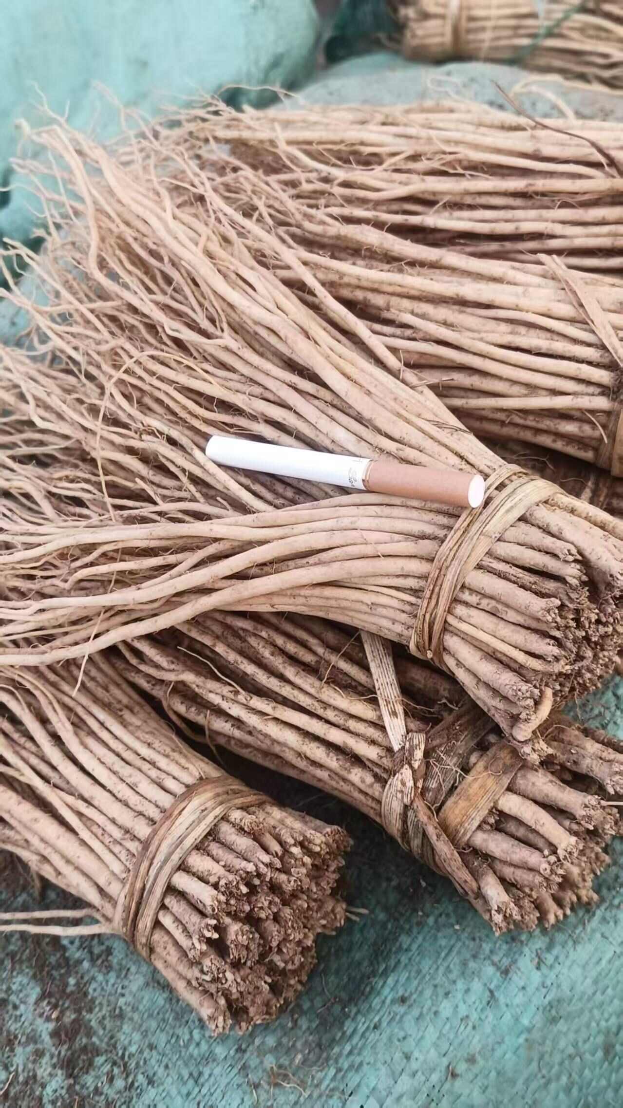 陇西县甘肃本地党参苗子，精品苗