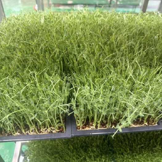 青岛专种豌豆芽苗菜