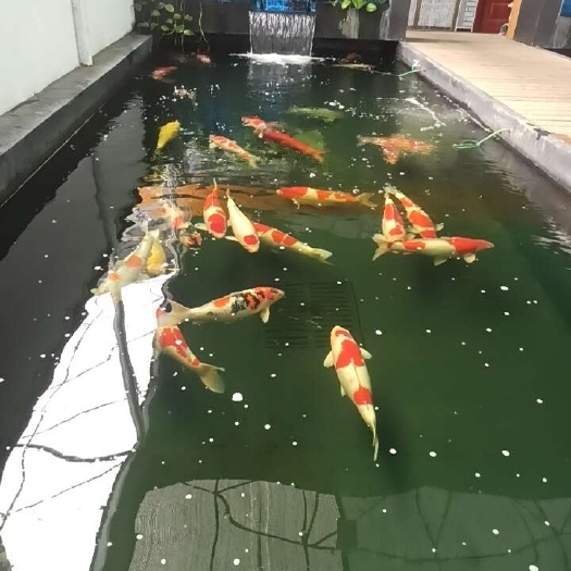 佛山优质精品锦鲤65-70CM别墅鱼池配鱼园林景观鱼池