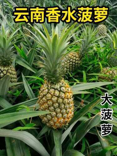 河口县云南热带香水菠萝农户自产一手货源
