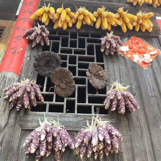 灵川县灵芝