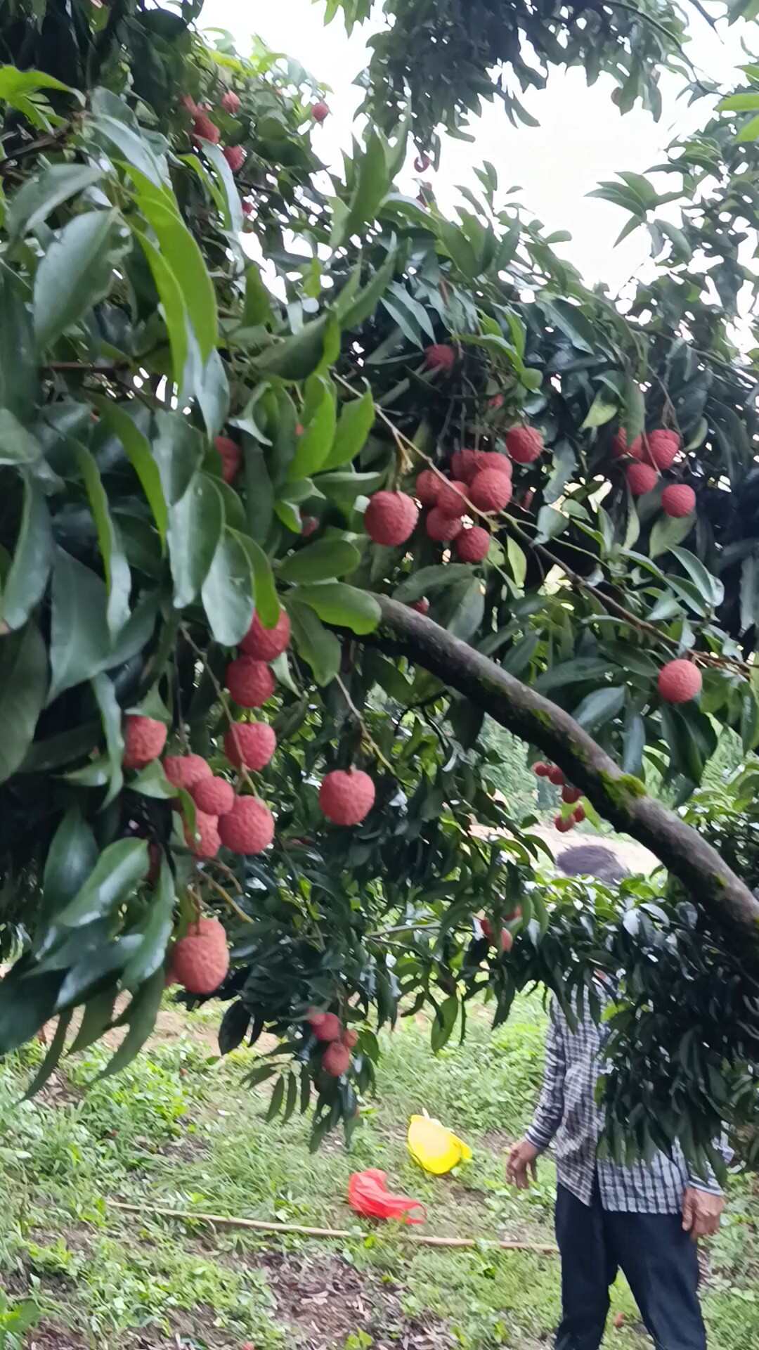 广东饶平小核桂味