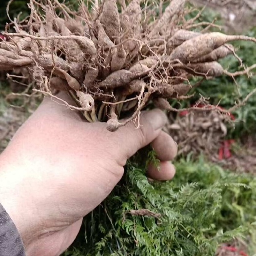 峨边县天冬苗，货源充足，大量供应，大量优先，欢迎咨询，