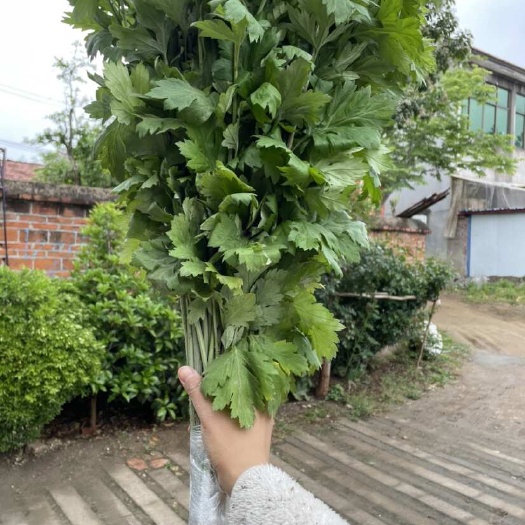 沭阳县当季新鲜艾草 ，大量出货，保证品质