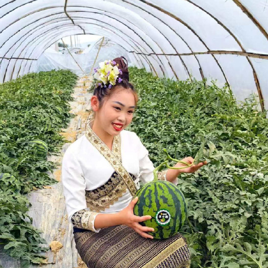 常年供应 美都麒麟西瓜 皮薄脆甜可口 个头均匀 皮毛好