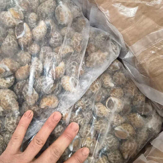 北海花螺 80/120  有货