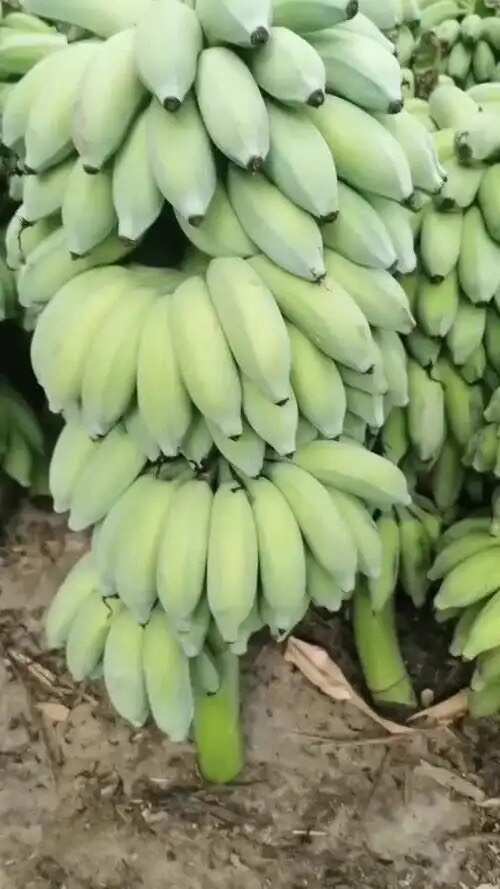 河口县云南河口新鲜芭蕉整车发货产地代办按需做货七到九成熟