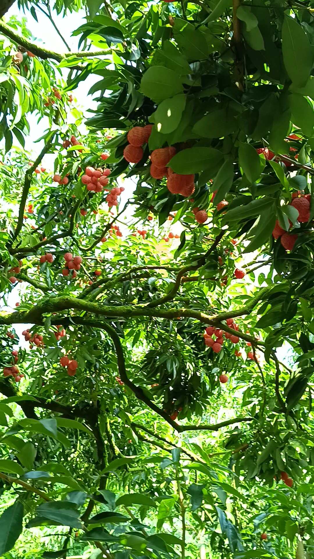 广东饶平小核桂味