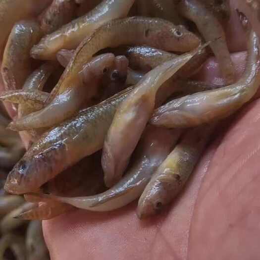 兴宁市梅州兴宁新鲜石爬鱼梅州兴宁新鲜石爬鱼水产食用鱼类现炸现发