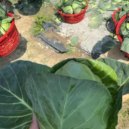 漳浦县精品甘蓝，大量有货，价格不高，用的联系