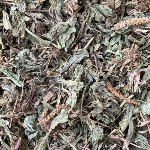 长期供应｛车前草｝可批量可零售量大从优【包邮】