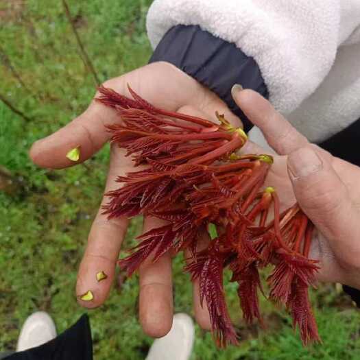 重庆市香椿芽
