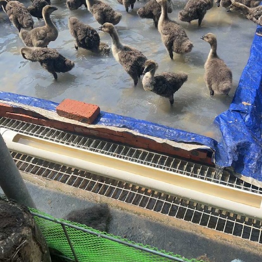 遂溪县专业育苗育种鹅，打疫苗￼已做育种拿回可直接下地养，不用打恒温