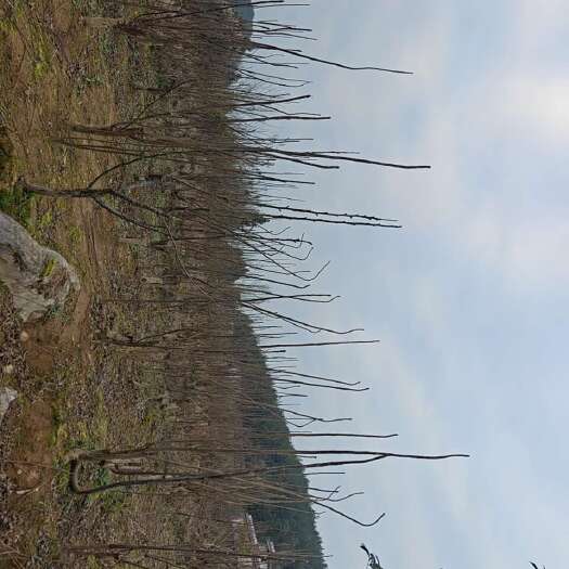 建始县香春苗 ，红香椿苗，基地直供树高80cm-100cm