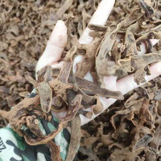 瓮安县贵州骨碎补