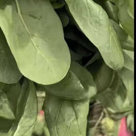 邯郸小叶菠菜大量有货价格毛毛钱