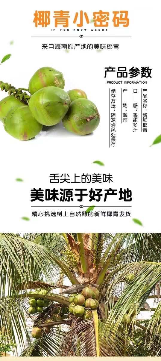 海南椰青新鲜椰子热带当季水果椰汁椰肉海南特产现摘批发