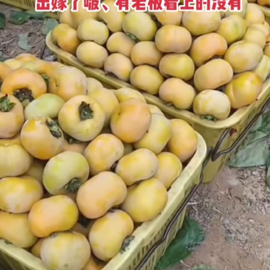 阳朔县月柿苗  恭城柿子苗  柿子嫁接苗 广西柿子苗