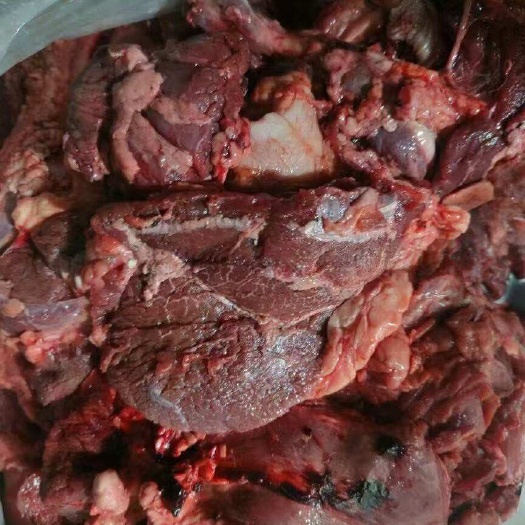 狗食牛肉