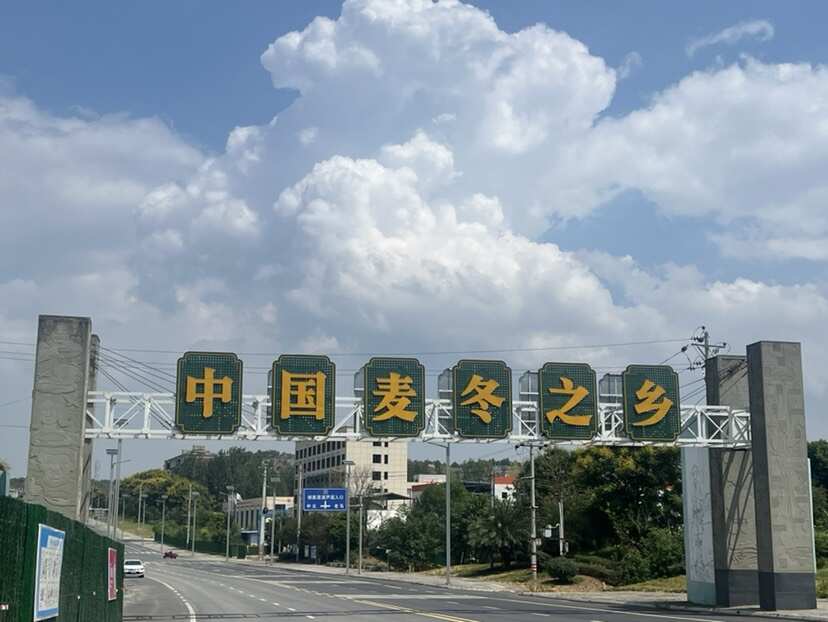 三台县四川麦冬，川麦冬