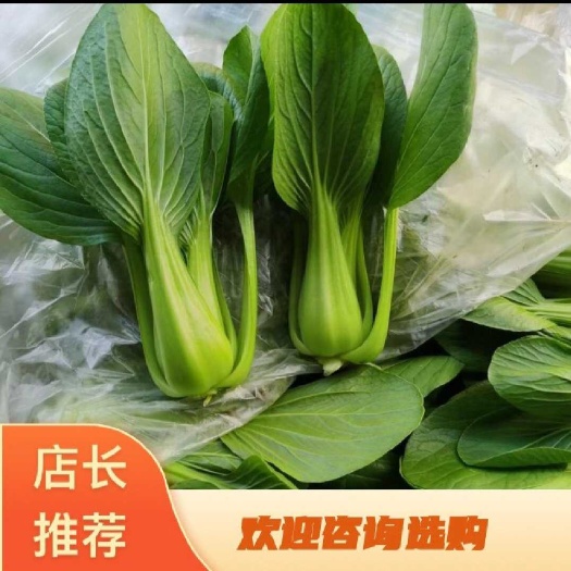 南通金品1夏青梗菜 精品青菜 货源稳定   保质保量  一手货源