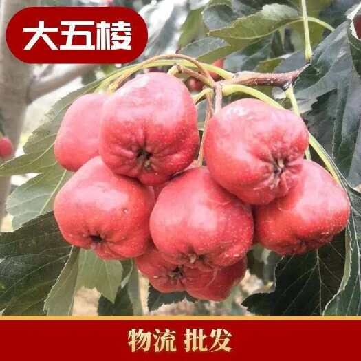 平邑县大五棱山楂，糖葫芦专用，全年有货