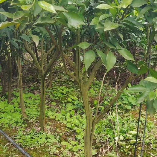 耙耙柑树苗3-6公分