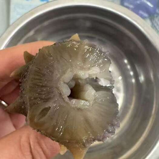 大连即食海参 海浪中生长五年 顺丰冷链一斤包邮