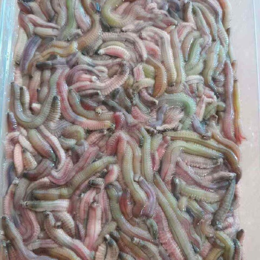 东兴市天然禾虫
