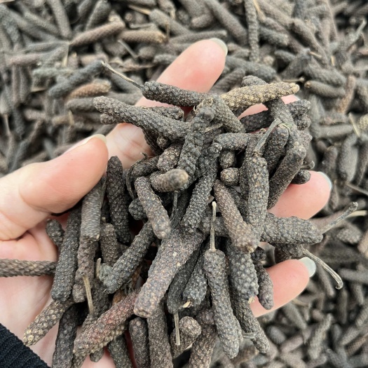 玉林批发大毕卜小毕拔荜茇量大价优