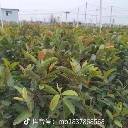 高州市￼ ￼ 四季珍珠番石榴苗白心苗