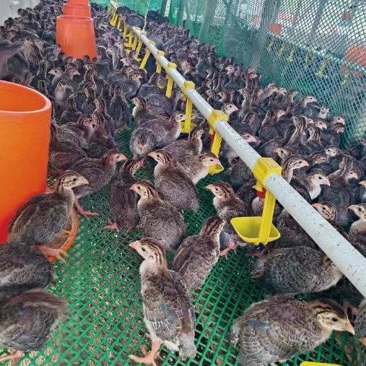 南宁珍珠鸡苗  优质鸡苗 出壳做好疫苗 品种保证 包运输存/活
