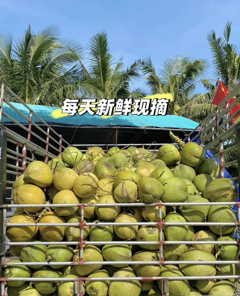 海南椰青新鲜椰子热带当季水果椰汁椰肉海南特产现摘批发