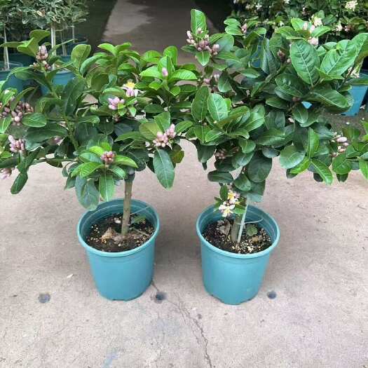 广州广东广州荔湾供应香水柠檬盆栽提供物流专线和技术指导服务