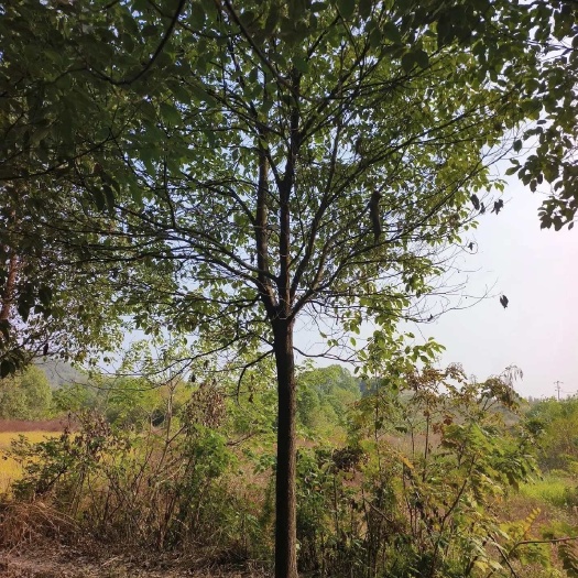 荆州湖北荆州沙市区供应香樟小叶樟苗木乔木优质货源