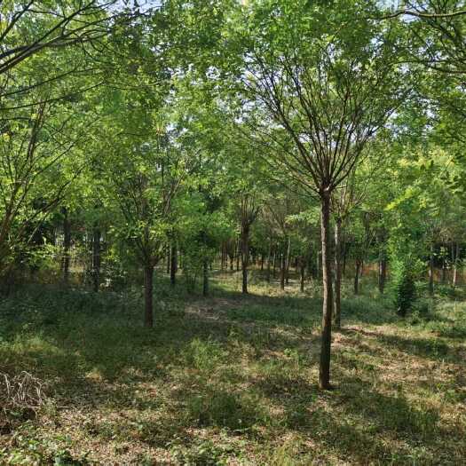 泰安国槐、黄金槐，各种规格都有，欢迎咨询