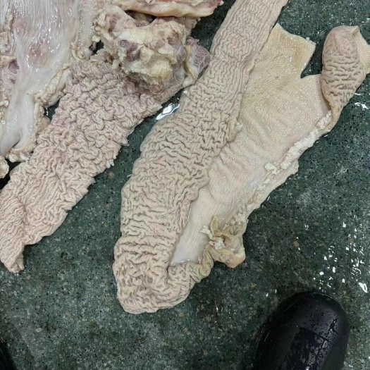 厦门屠宰场现加工三件套，大肠，伞肚，肠头