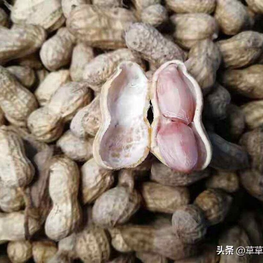 冷冻新鲜花生