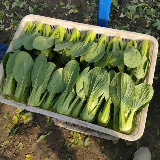南通青梗菜 精品青菜 货源稳定 常年供应  基地直供 诚信第一