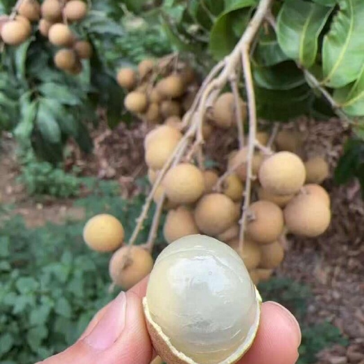 海南热带石硖龙眼，新鲜采摘，非泰国金标龙眼（批发零售）